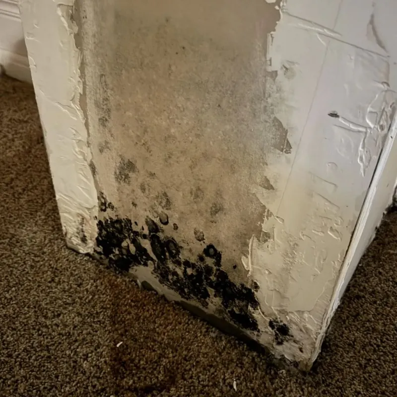 Professional Mold Removal in Lost Creek, TX